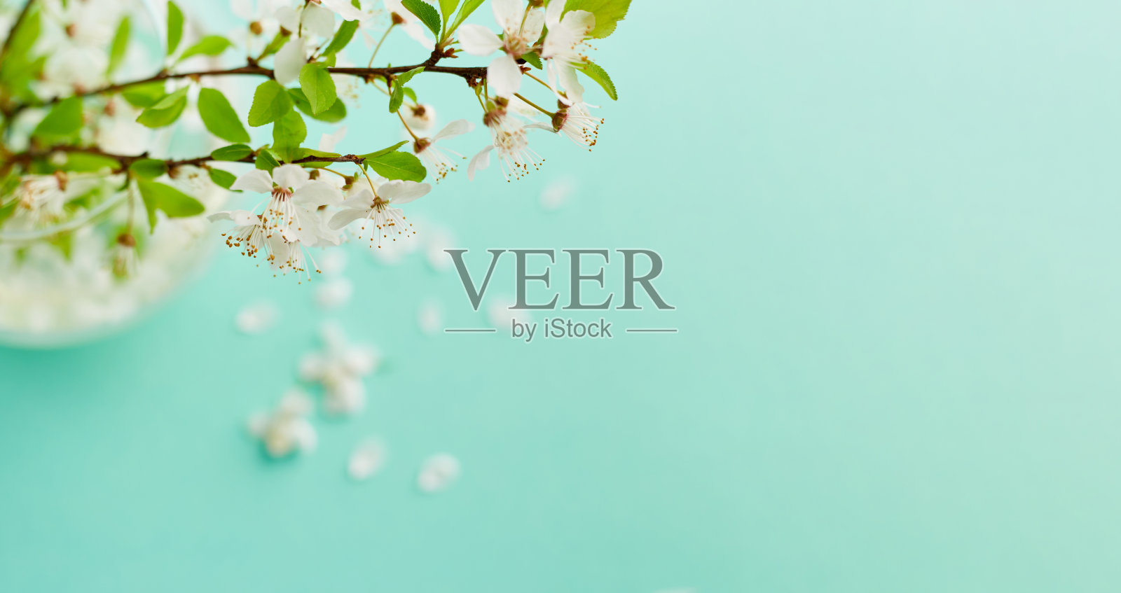 春天绿松石背景与樱花枝。蓝色的桌面。前视图中,框架。本空间照片摄影图片