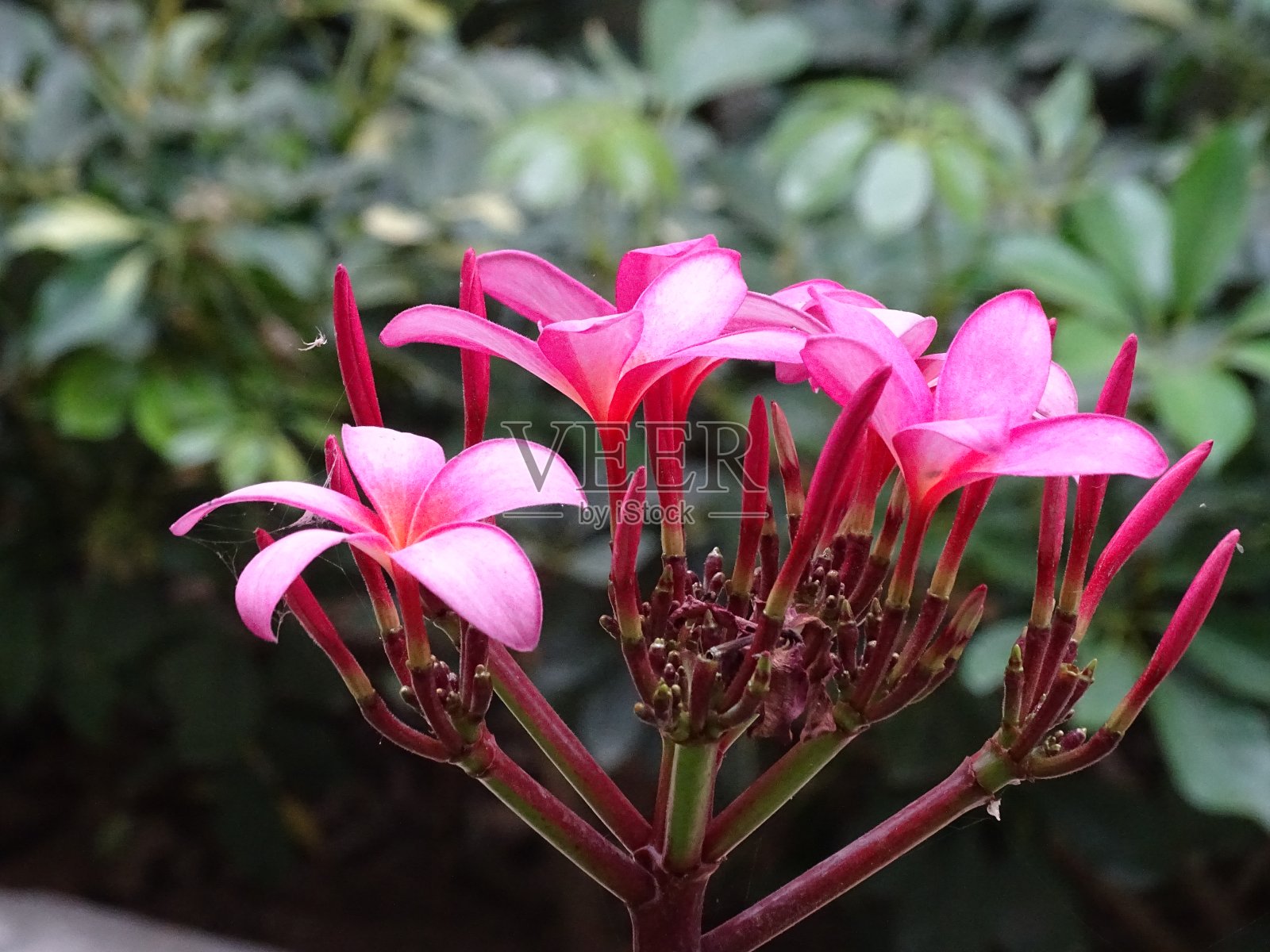 花的纹理照片摄影图片
