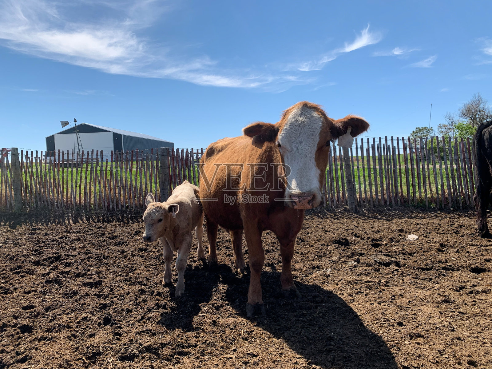 小牛和妈妈在农场的背景建筑照片摄影图片