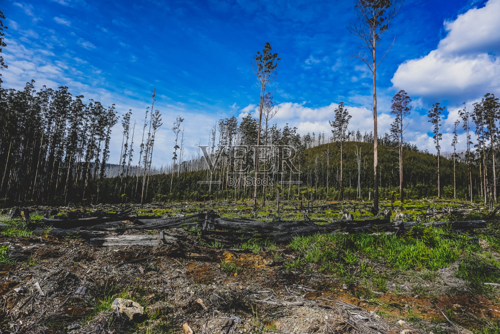 澳大利亚被烧毁的部分森林。照片摄影图片
