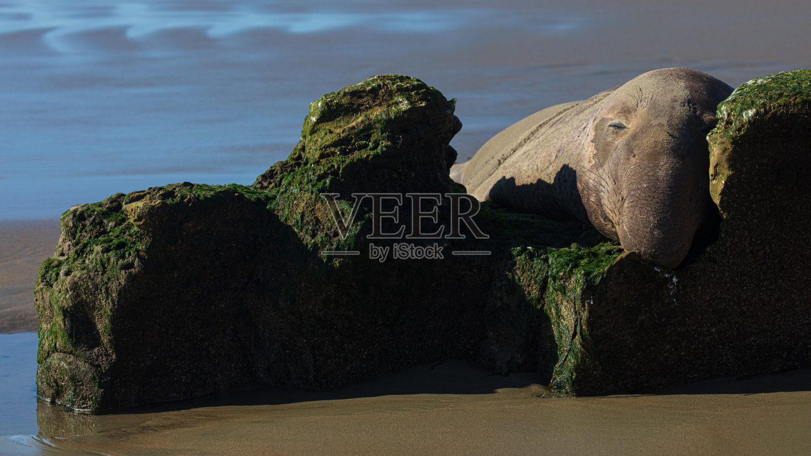 象海豹照片摄影图片