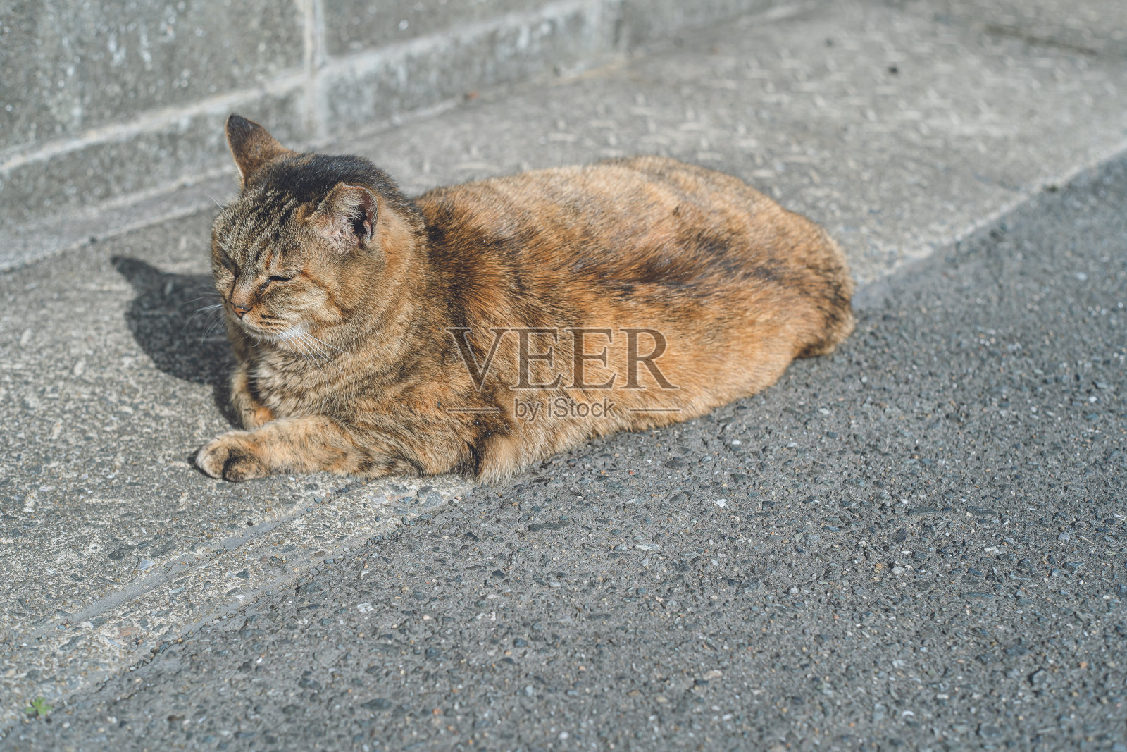 流浪猫在爱野岛渡轮新谷等候区,那里有开往爱野岛的渡轮。照片摄影图片