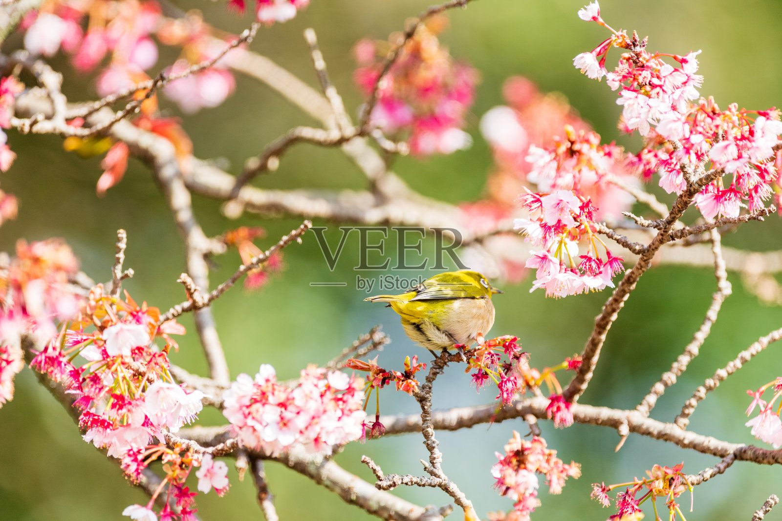 早春的樱花和日本白眼照片摄影图片