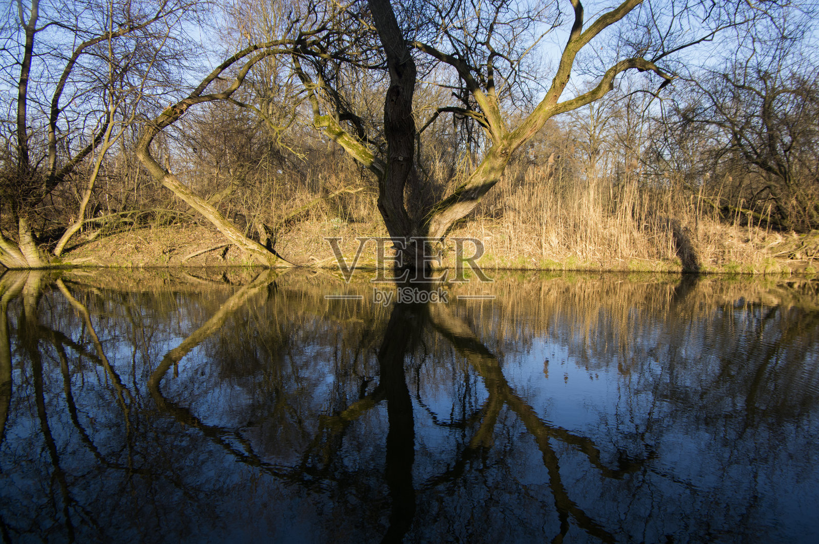 自然位置Na Podkove附近的chrudema河,牛弓周围有树木和绿色植物,水面反射照片摄影图片