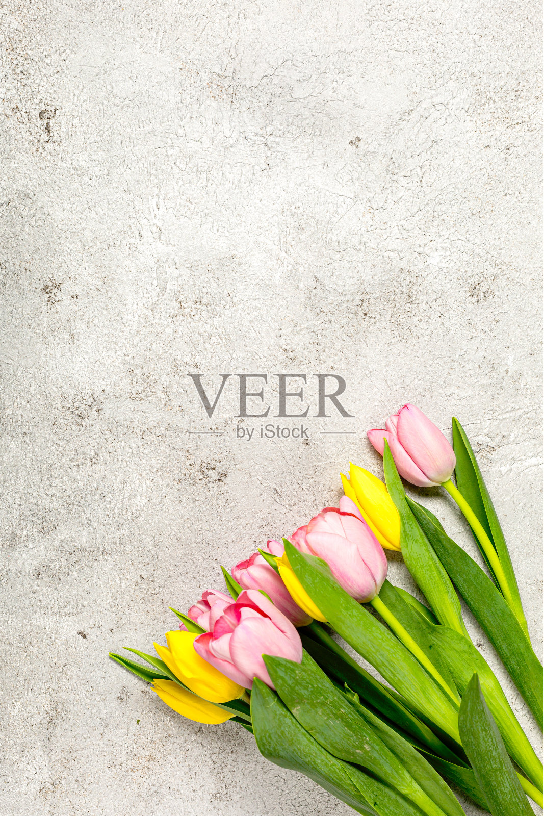 新鲜的粉红色郁金香花最终灰色的墙壁照片摄影图片