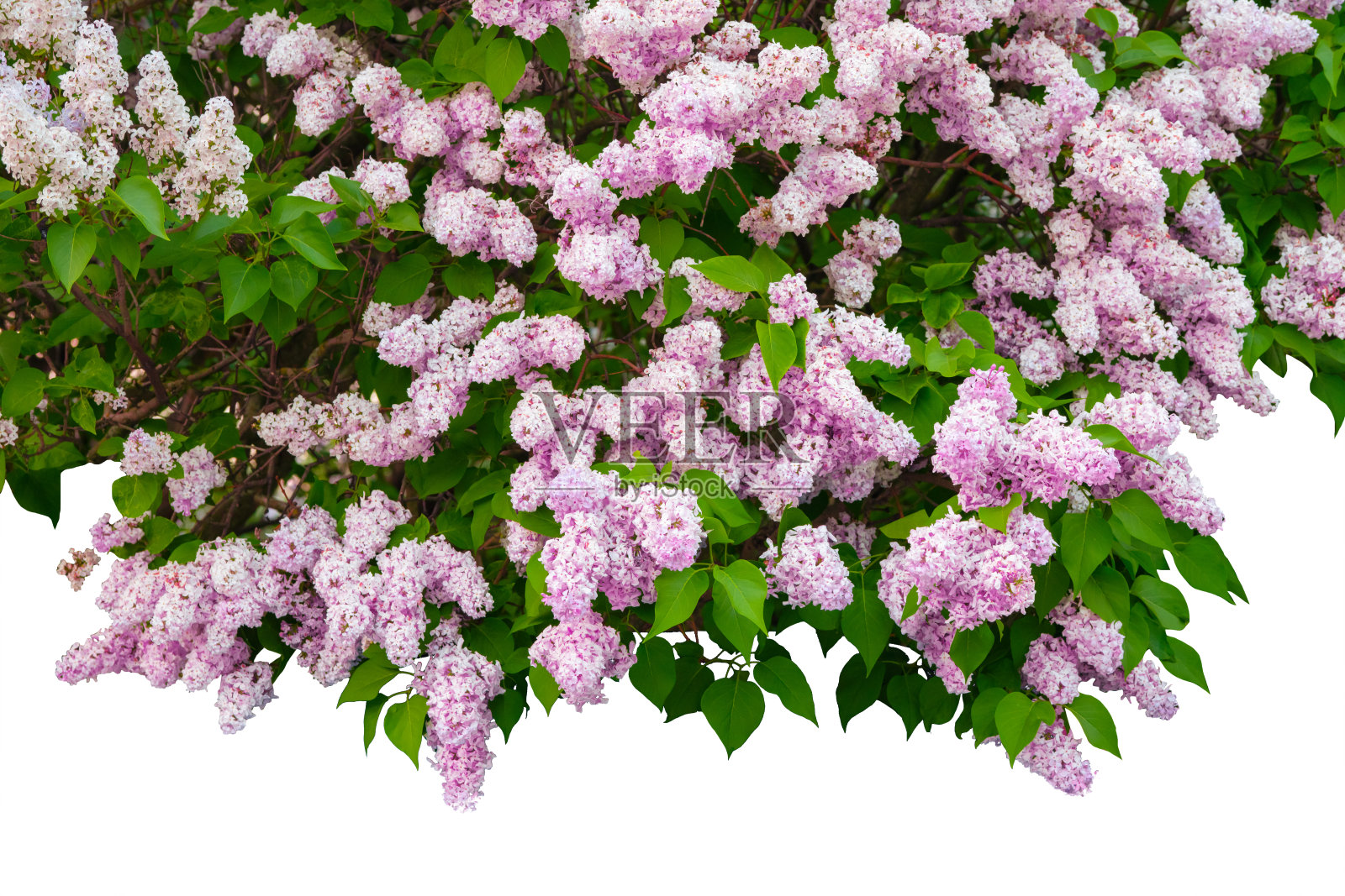 紫色丁香枝孤立在白色背景上照片摄影图片