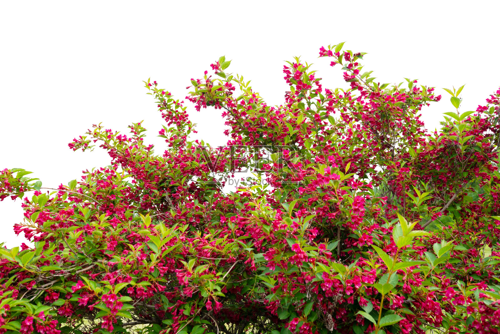 野生苹果树花盛开孤立在白色背景上照片摄影图片