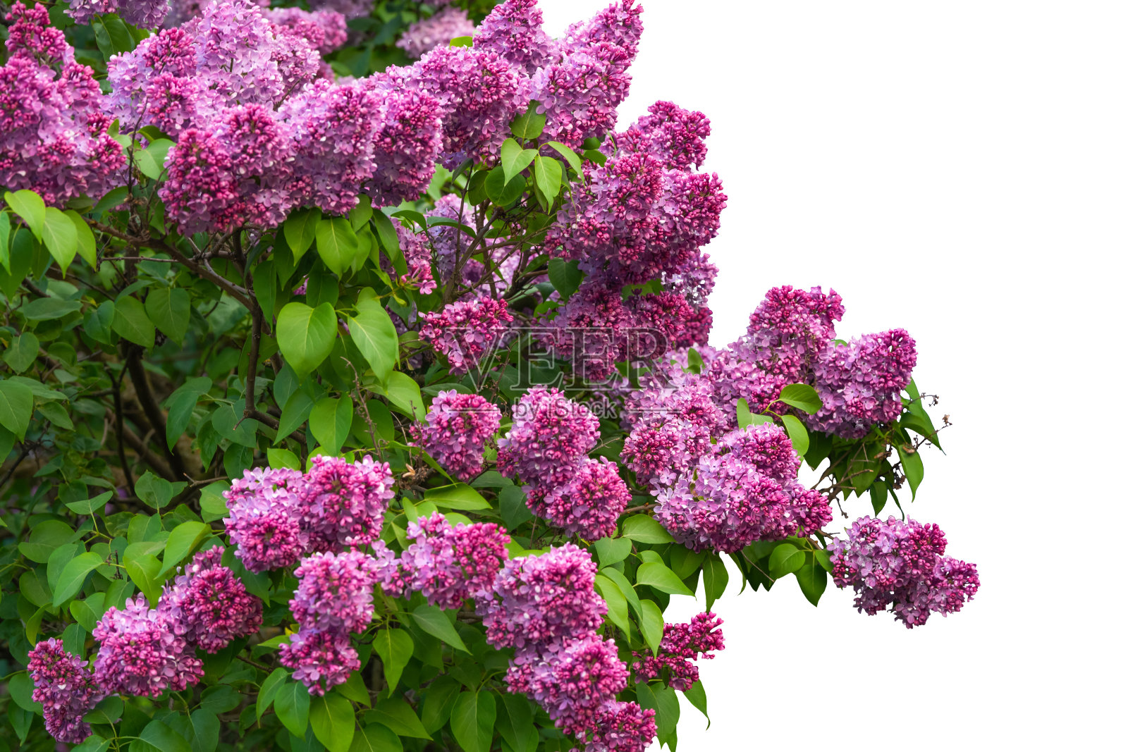 紫色丁香枝孤立在白色背景上照片摄影图片
