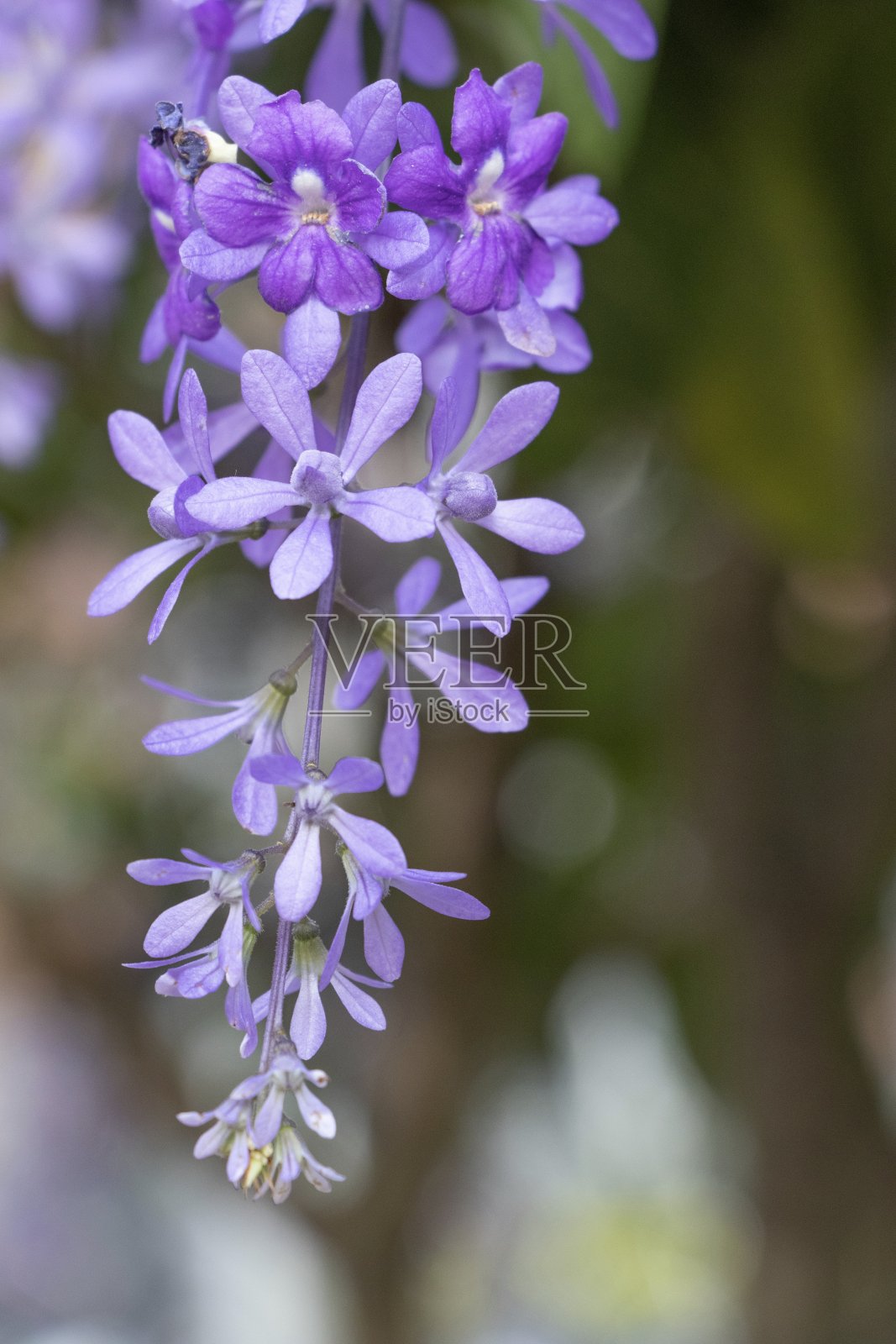 紫丁香花照片摄影图片