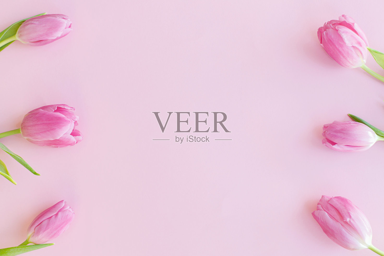粉红色的郁金香平躺在粉红色的背景上。花贺卡模板与文本空间。时尚简约温柔的春旗。快乐的女子。快乐的母亲节。你好,春天照片摄影图片