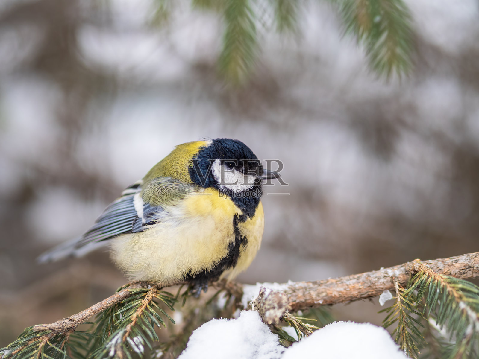可爱的鸟大山雀,鸣禽坐在冬天有雪的杉树枝上照片摄影图片