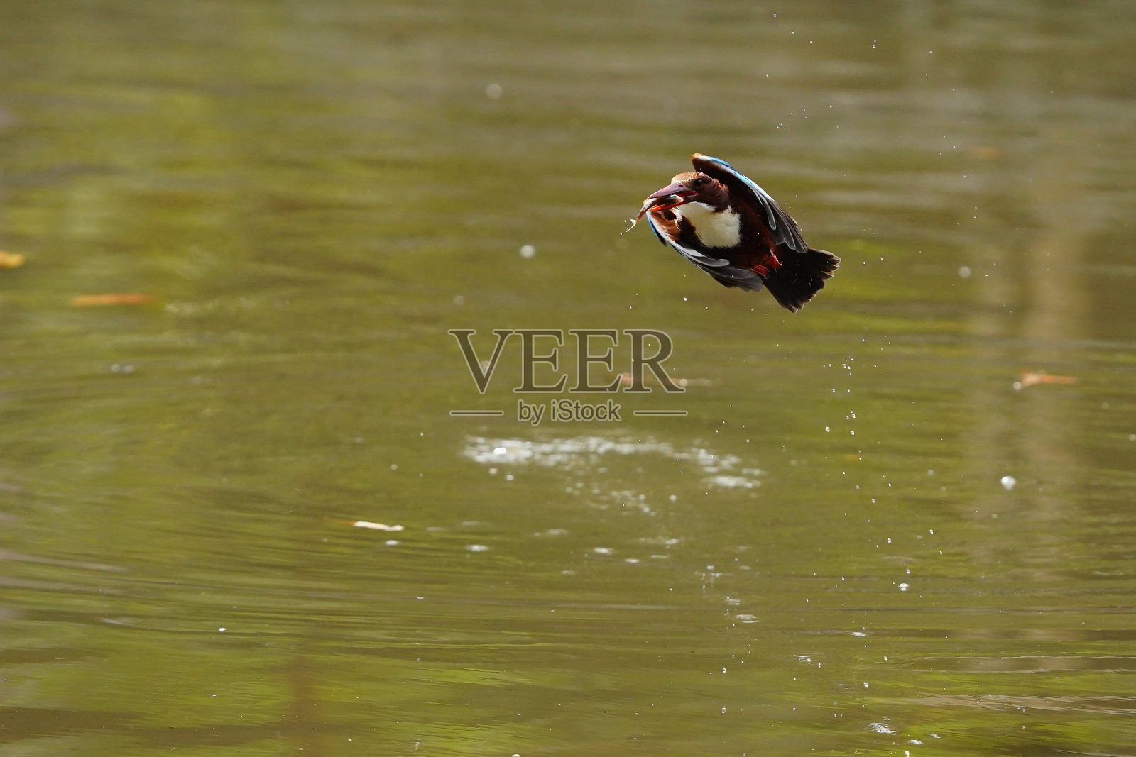 一只会飞的布莱斯翠鸟和鱼照片摄影图片
