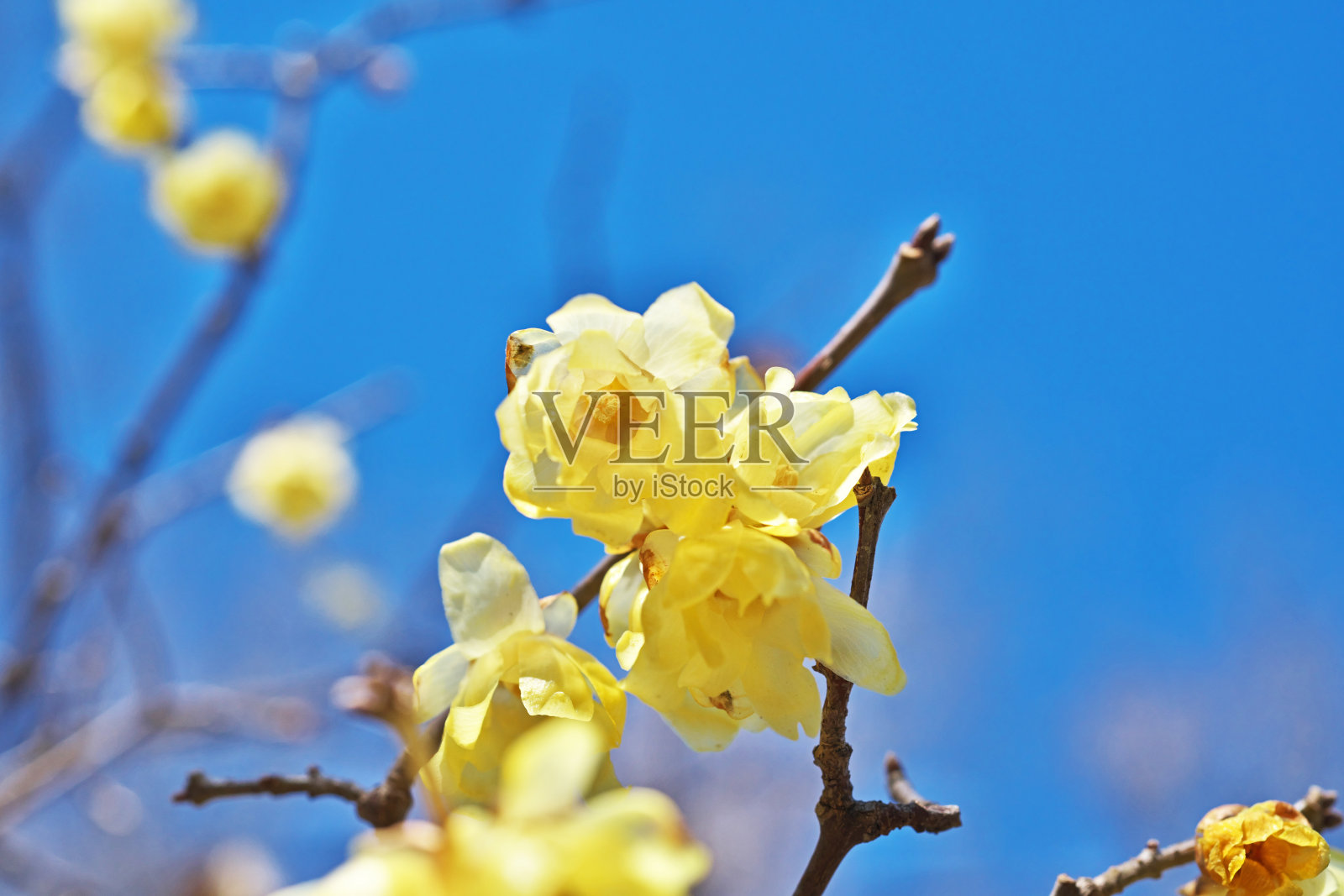 Chimonanthus早熟照片摄影图片