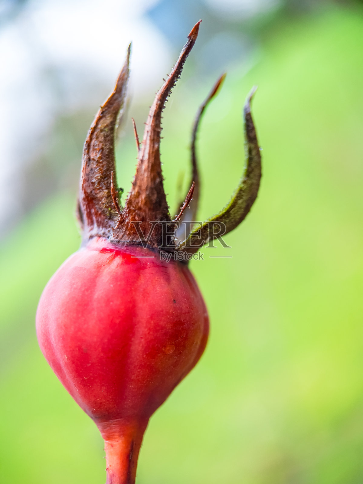 春芽红,滴水红照片摄影图片