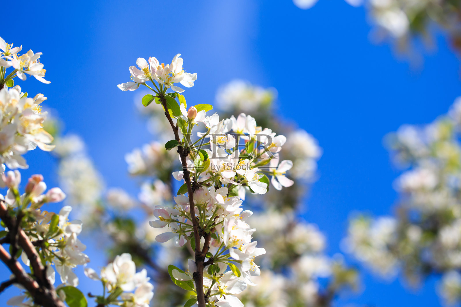 苹果花模糊的自然背景。春天的花。春天的背景。照片摄影图片
