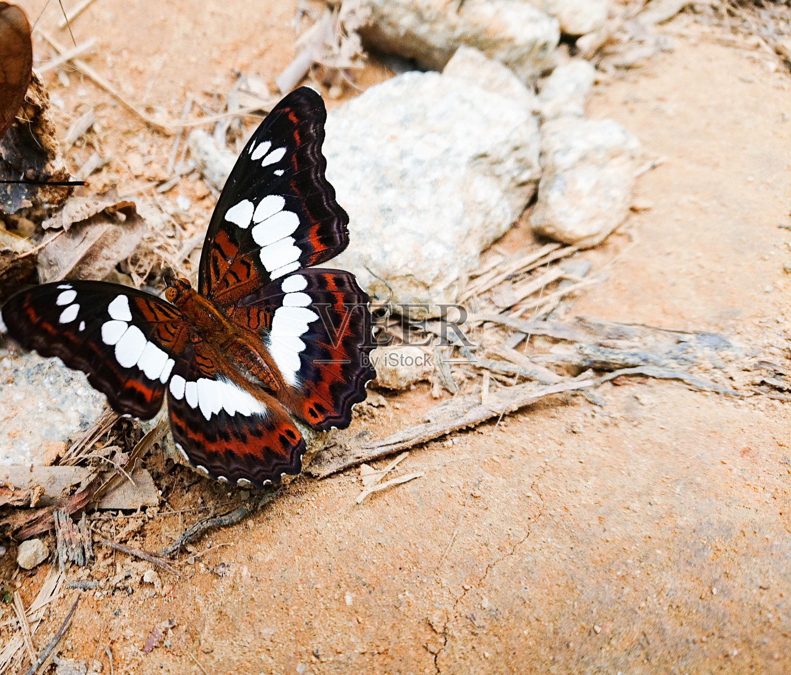 蝴蝶的照片休息在岩石与复制空间照片摄影图片
