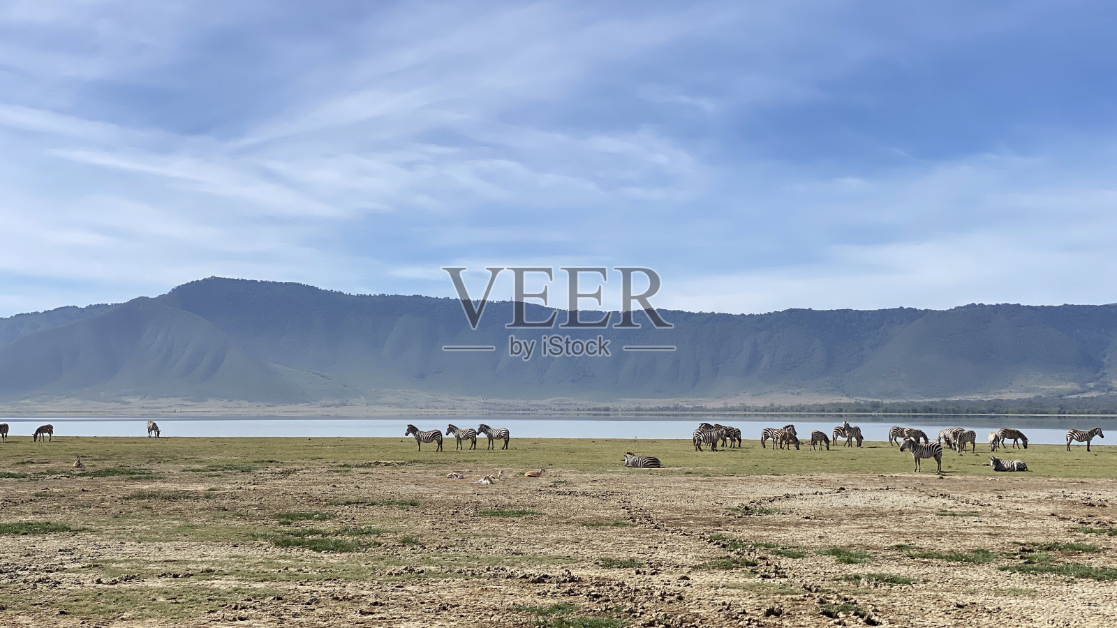 在恩戈罗恩戈罗国家公园,一群黑白条纹的斑马站在湖边,在草地上吃草。长针。照片摄影图片