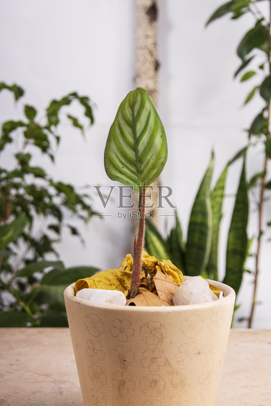 Calathea Ctenanthe setosa小植物和其他植物-祈祷植物-条纹象耳照片摄影图片