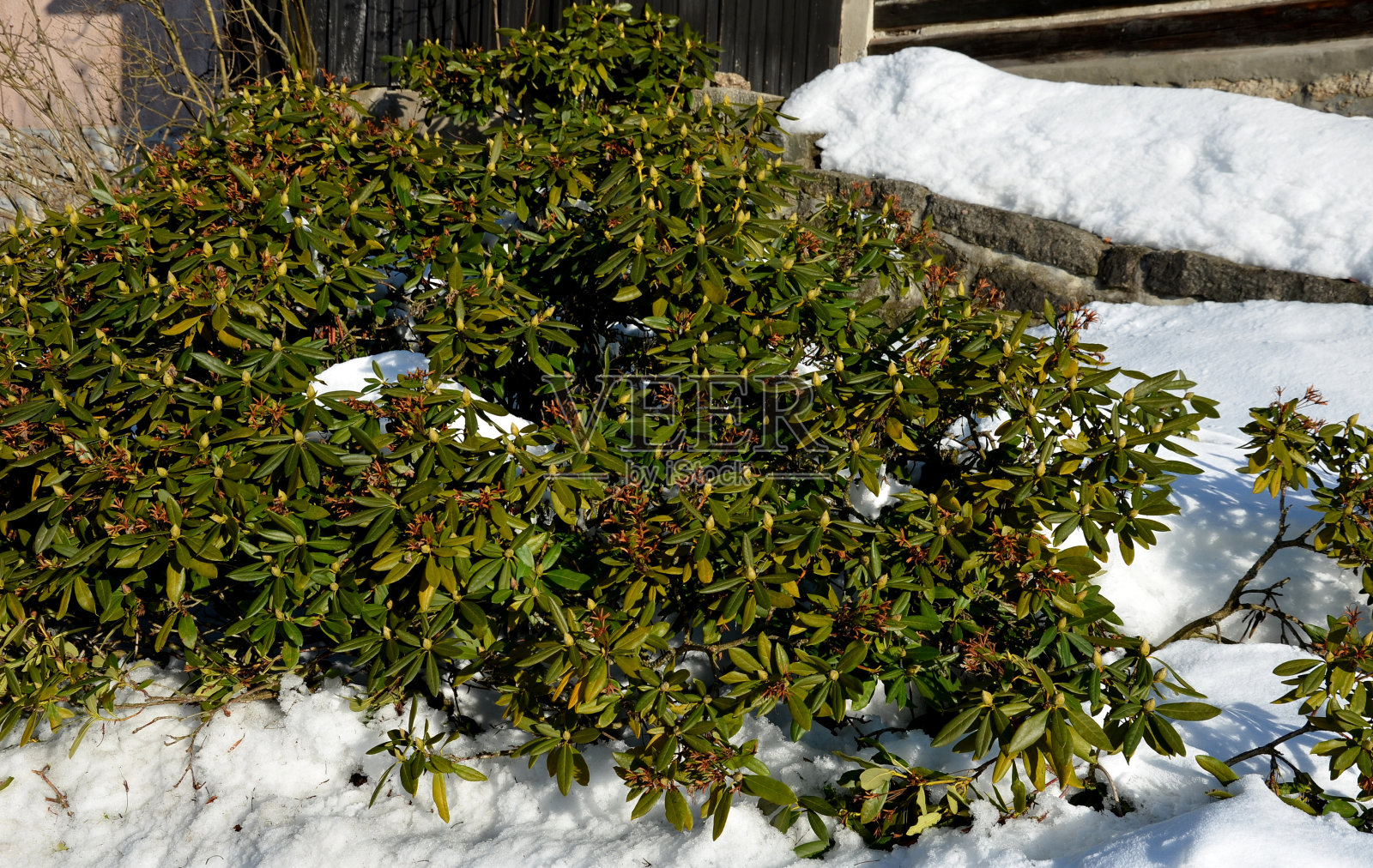 花坛种植的杜鹃花,尽管冬天常绿。冰雪覆盖的环境。花蕾即将开放照片摄影图片