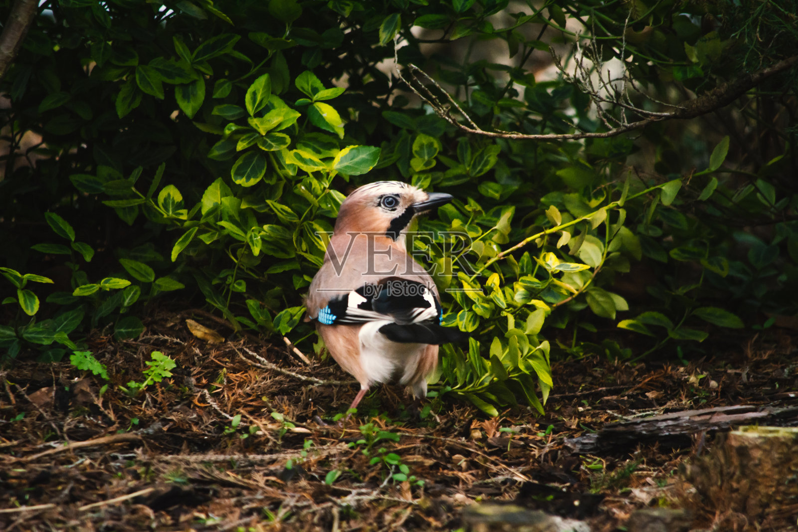 欧亚松鸦-乌鸦科的一种鸟。照片摄影图片