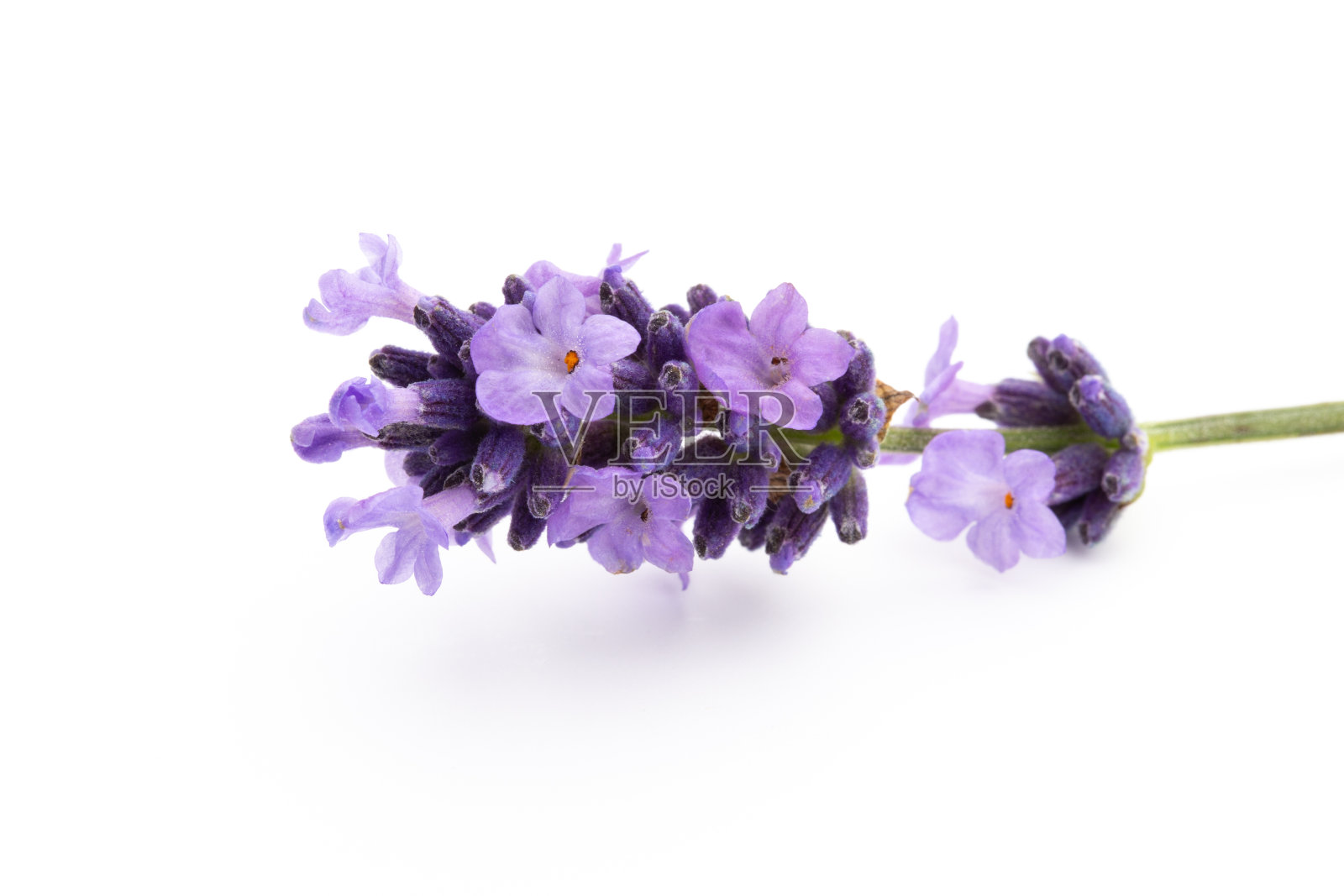 白色背景上的薰衣草花。照片摄影图片