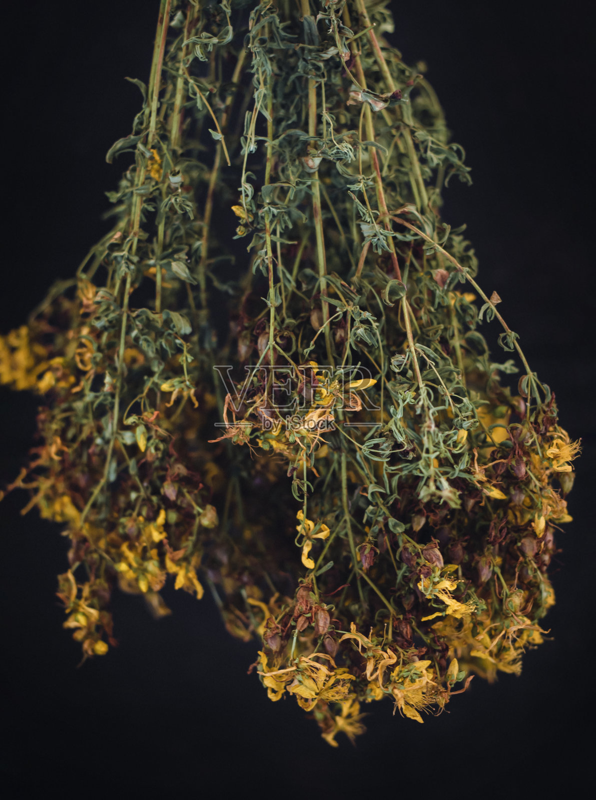 在一张旧木桌上放着风干的圣约翰草花照片摄影图片