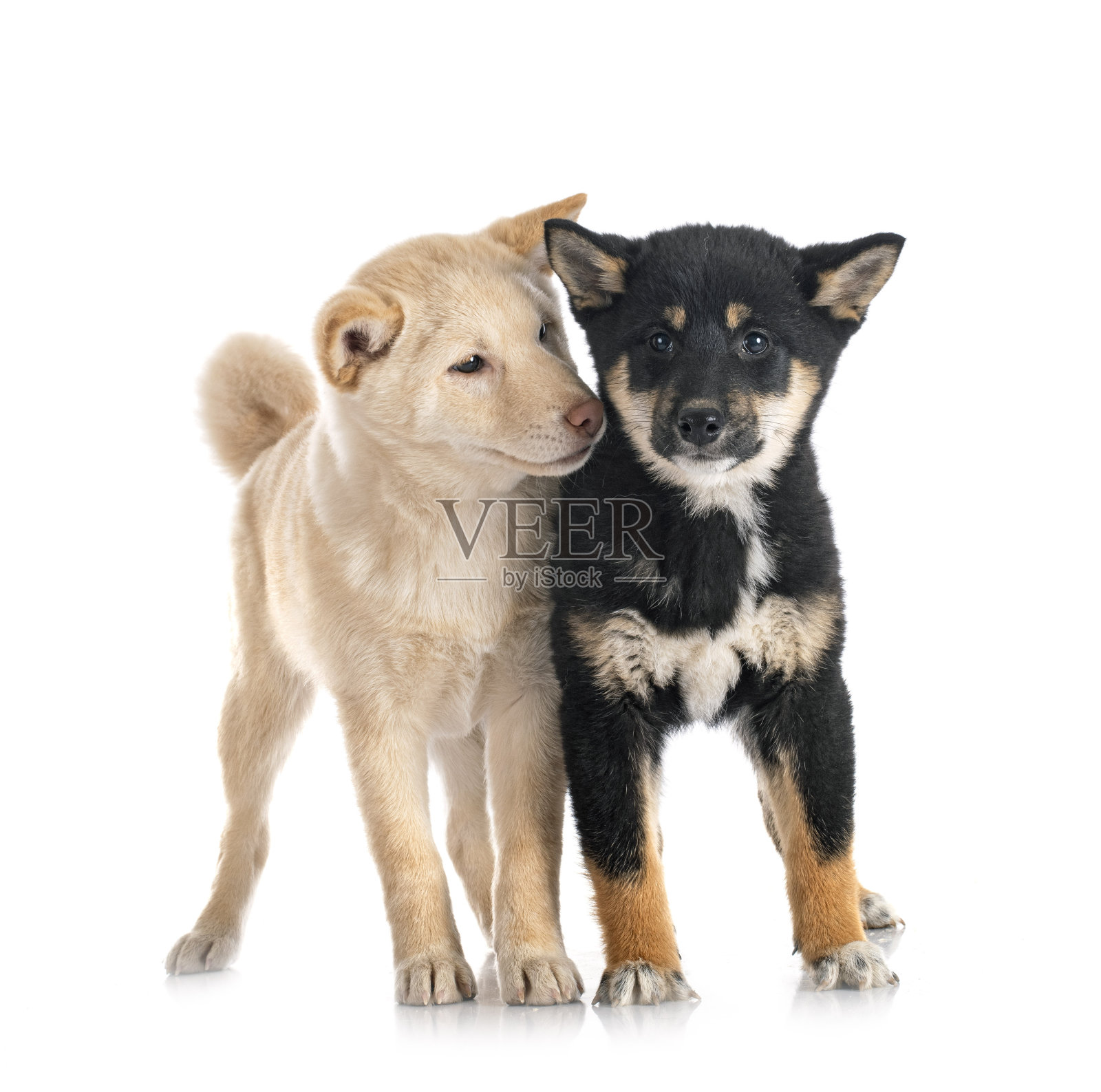 舞蹈演员照片摄影图片