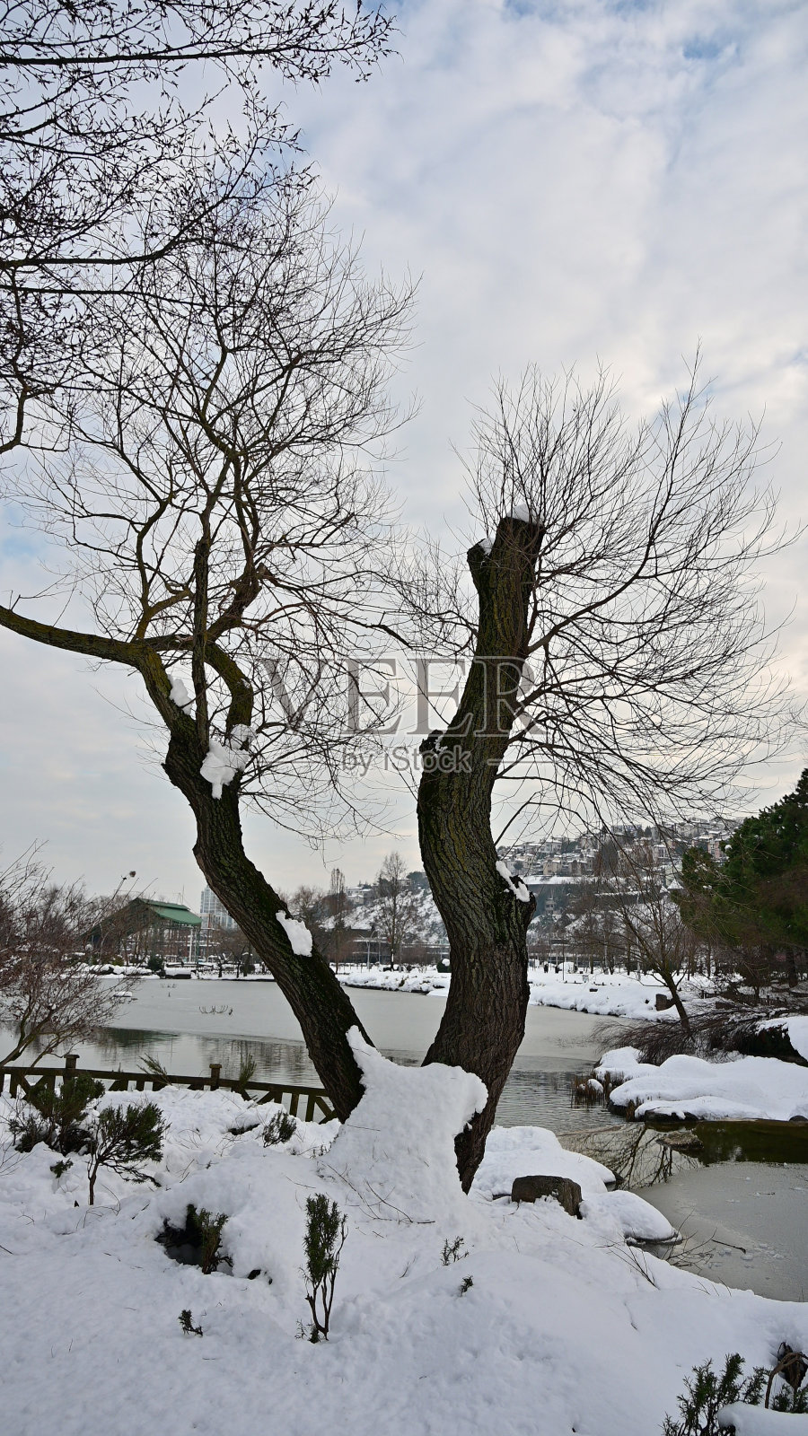 雪覆盖了公园里的树木和地面——雪景照片摄影图片