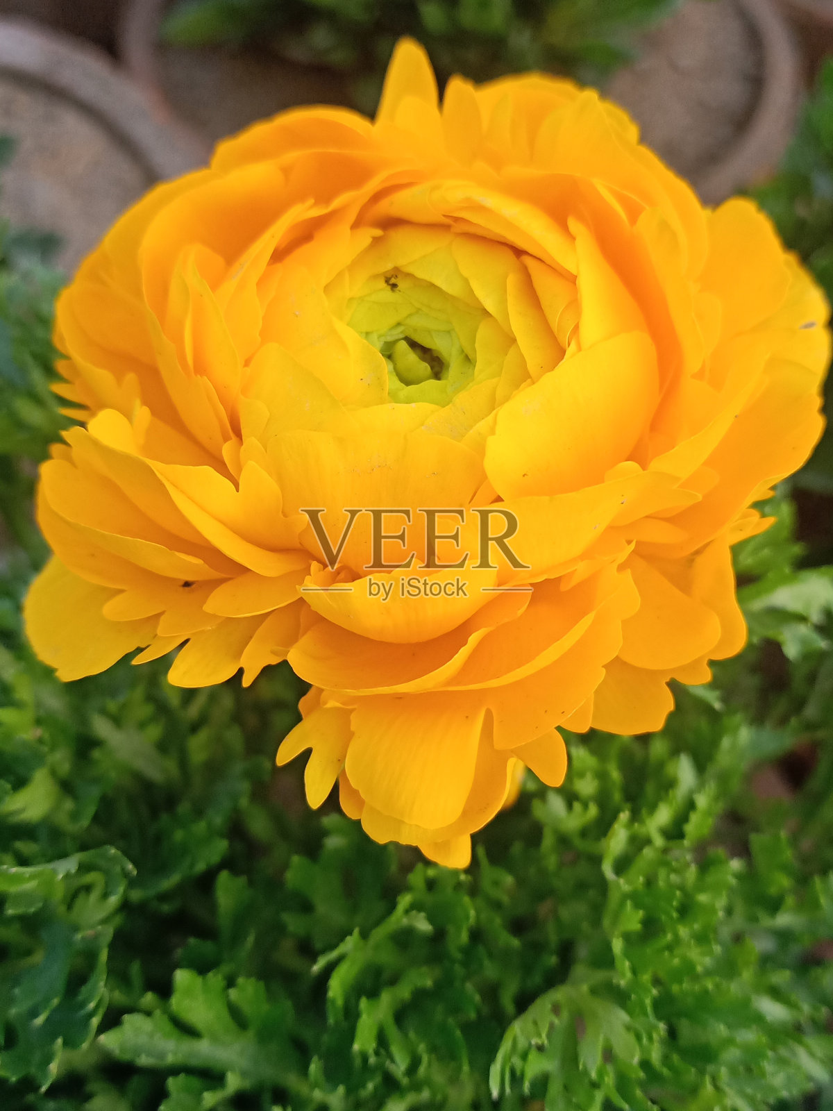 亚洲毛茛花|波斯毛茛黄色照片摄影图片