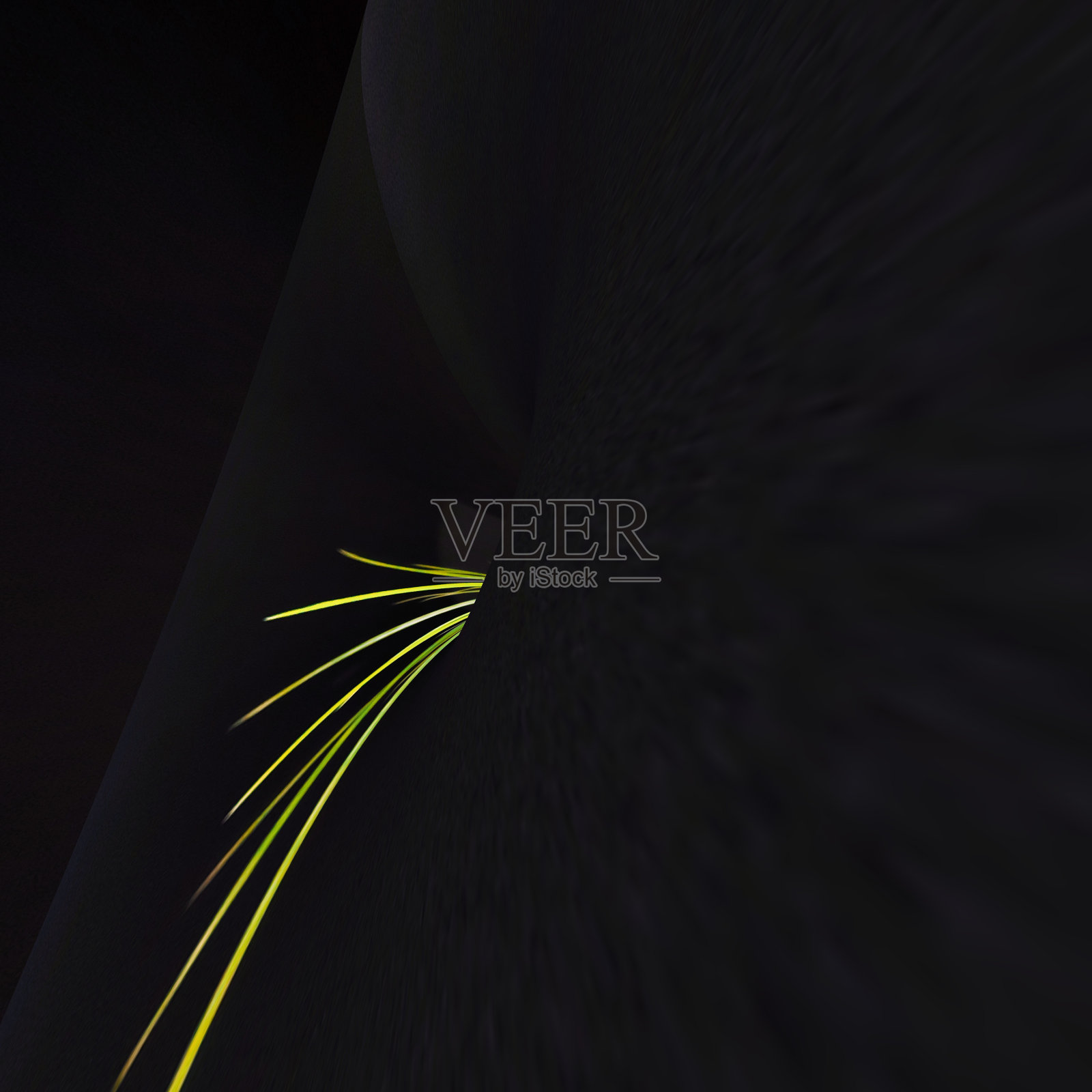 抽象的绿草上的黑色照片摄影图片