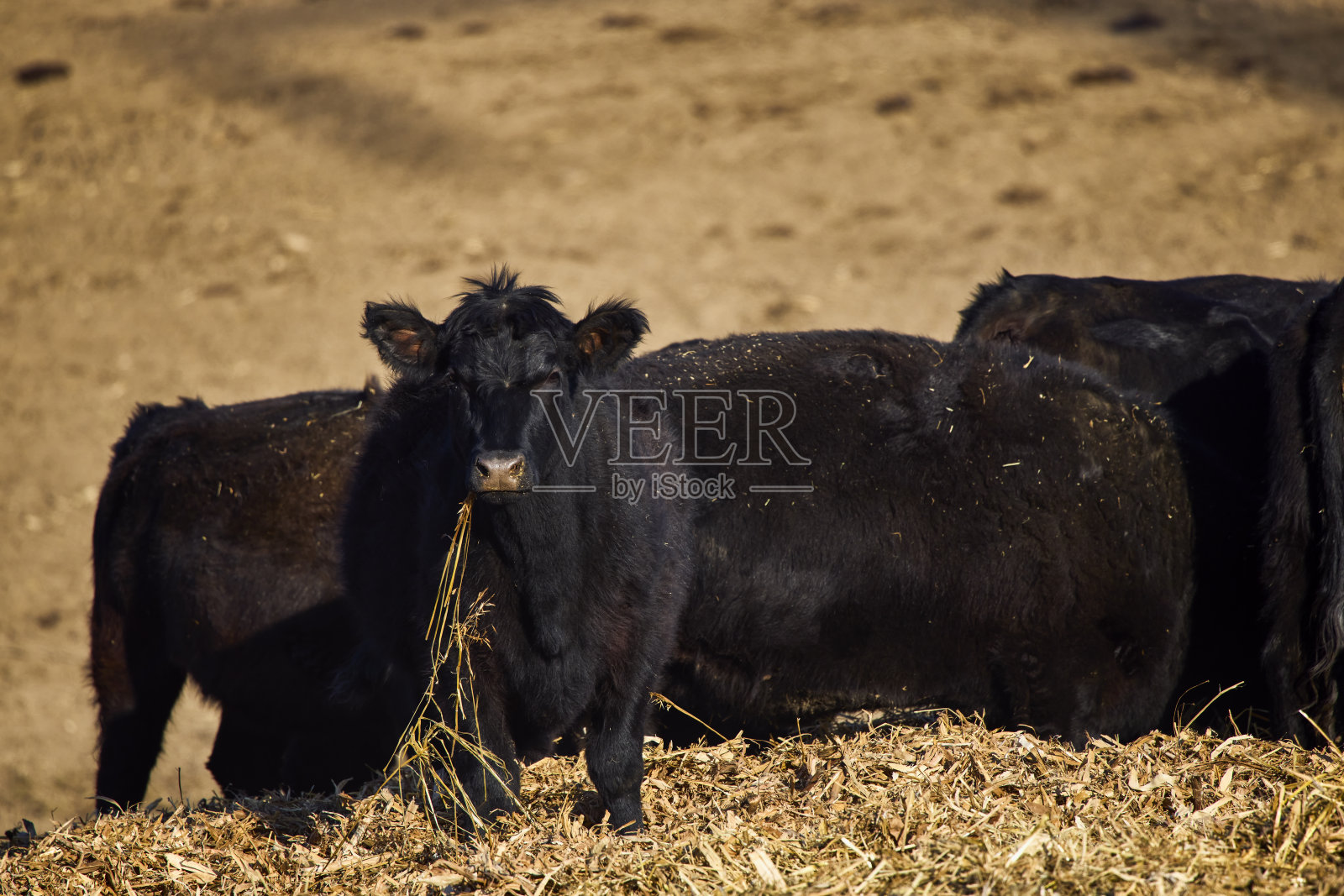 农场里一头黑色的安格斯奶牛照片摄影图片