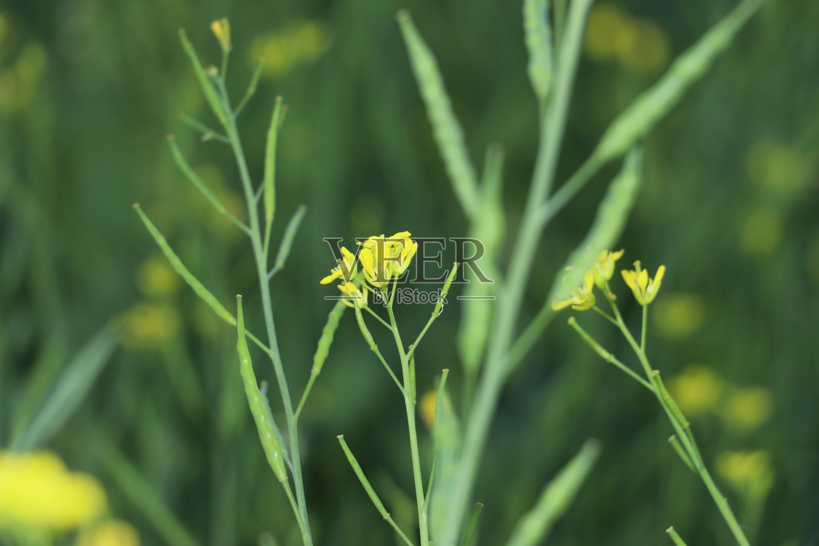 黄色的芥菜花关闭。照片摄影图片