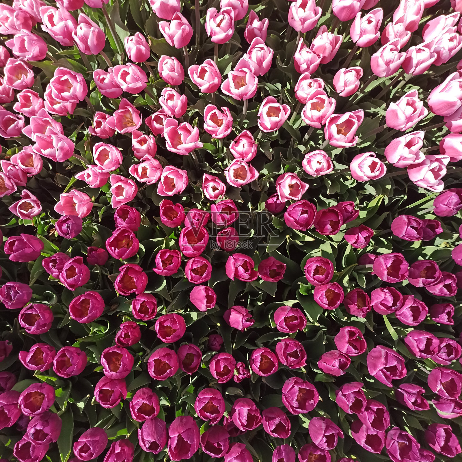 花的背景。粉红色郁金香宏顶视图。美丽的春天的花朵。照片摄影图片