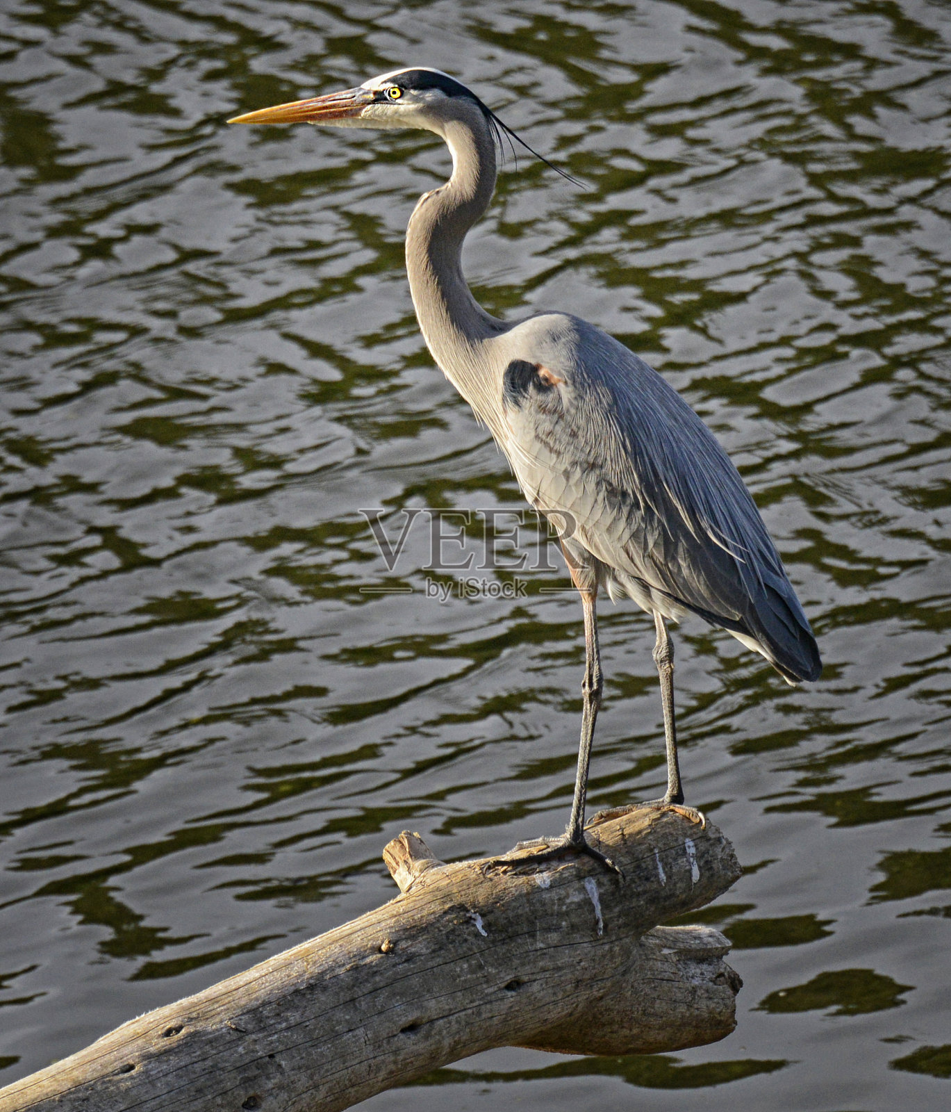 大蓝鹭在有斑点的木头上照片摄影图片