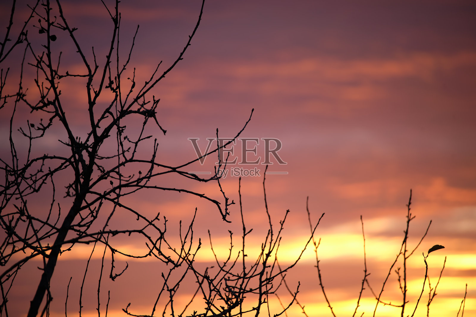 小树和灌木的黑色叶子与明亮的彩色日落天空和生动的云被夕阳照亮照片摄影图片