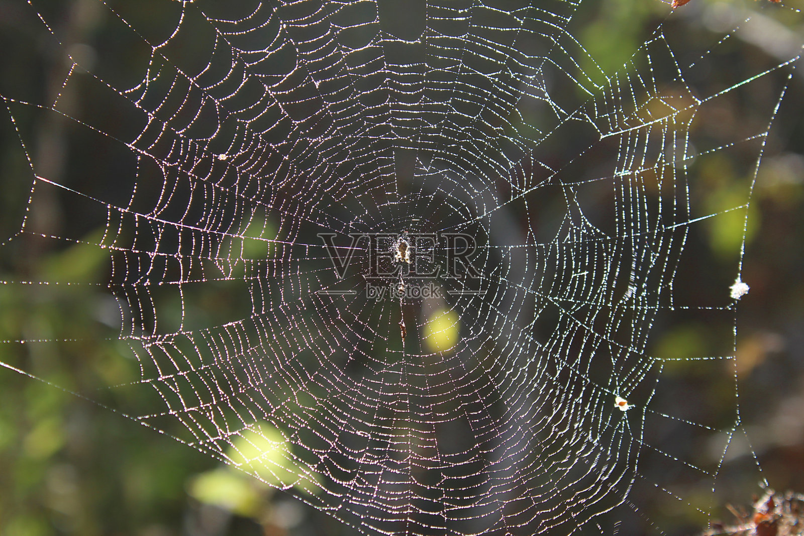 秋天的时候蜘蛛在树林里结网照片摄影图片