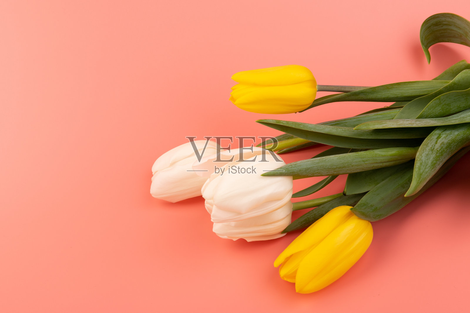 白色和黄色的郁金香花束,留出了问候信息的空间。母亲节和春天的背景概念。照片摄影图片