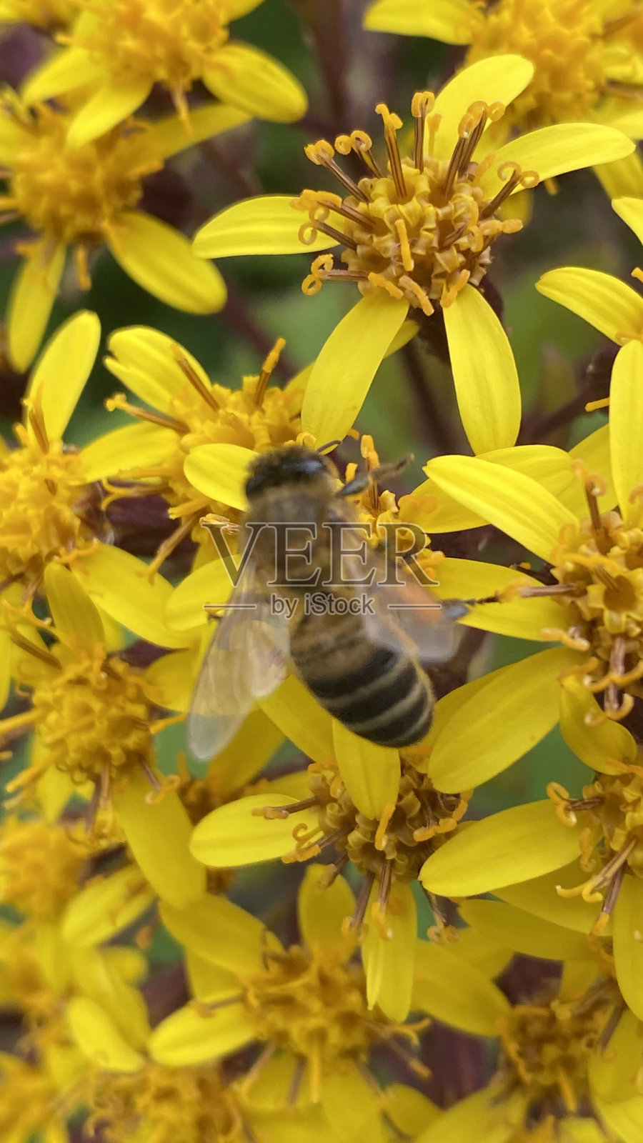 花照片摄影图片