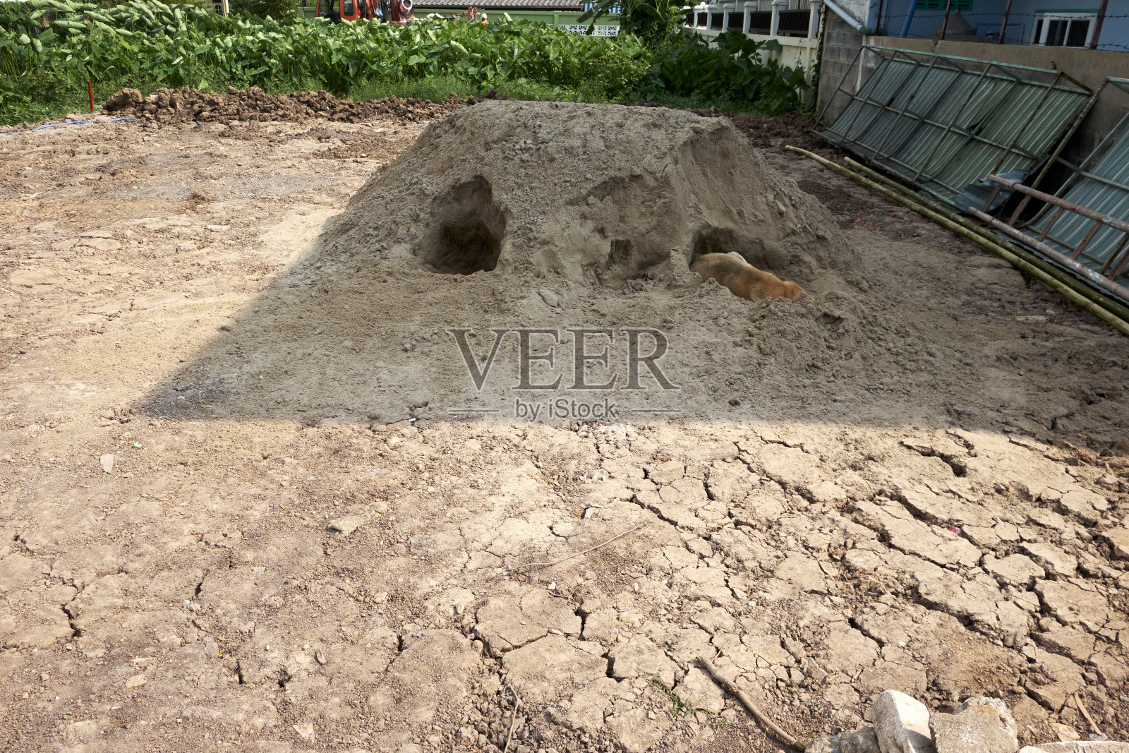 狗在日落时睡在沙地上照片摄影图片