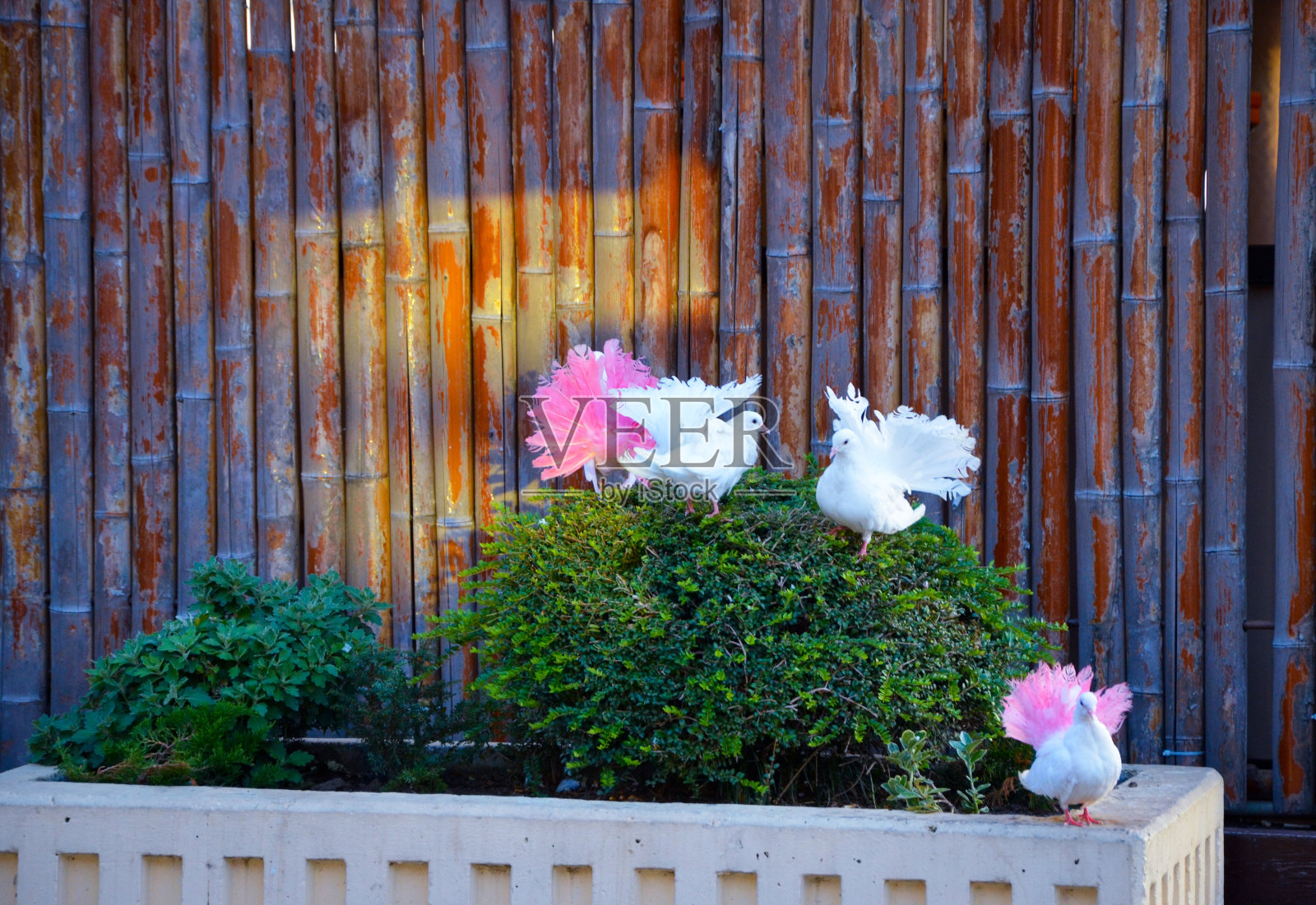 鸟照片摄影图片