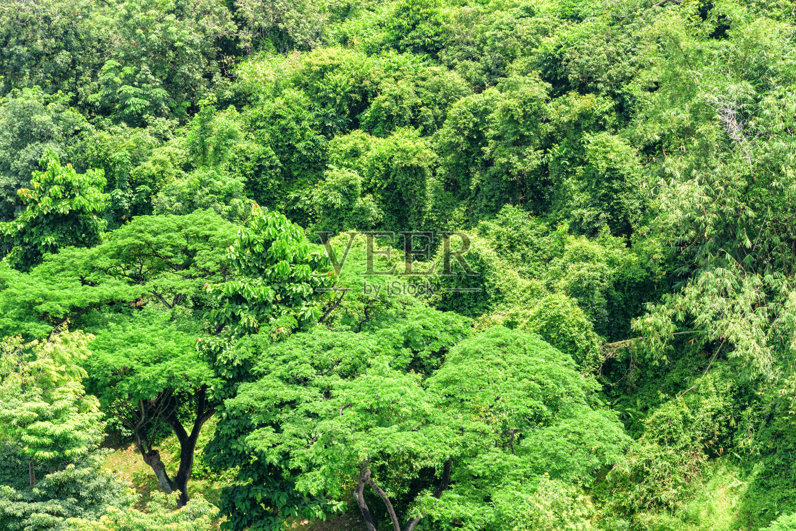 热带森林的俯视图。热带雨林的绿叶。照片摄影图片