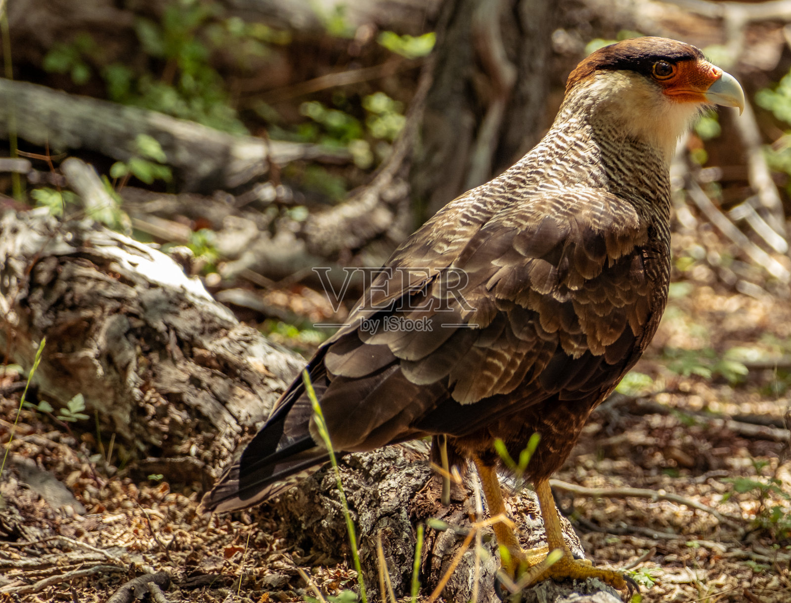 腿。El Chalten国家公园照片摄影图片