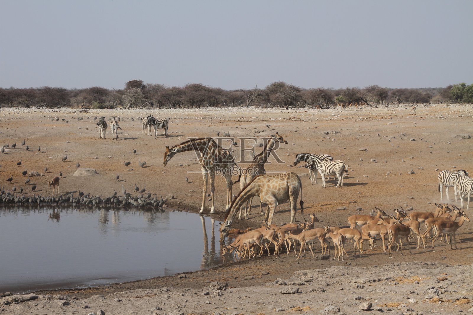 长颈鹿照片摄影图片