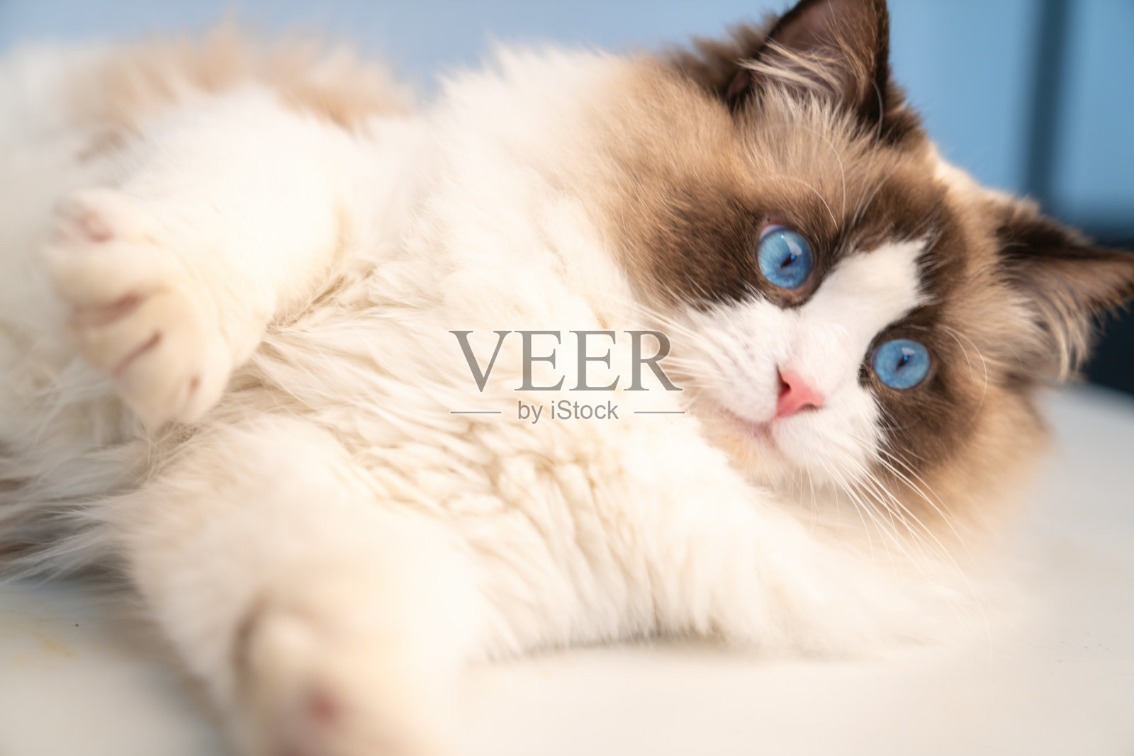 房间里有一只可爱的布偶猫照片摄影图片