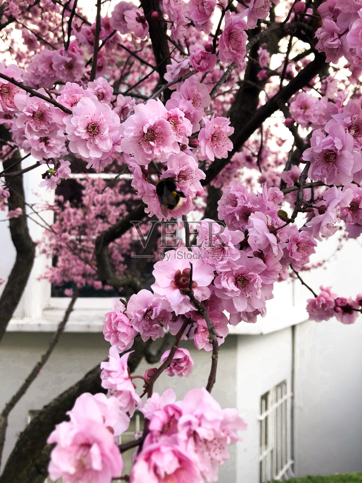 房子里有一扇可以看到樱花的窗户照片摄影图片