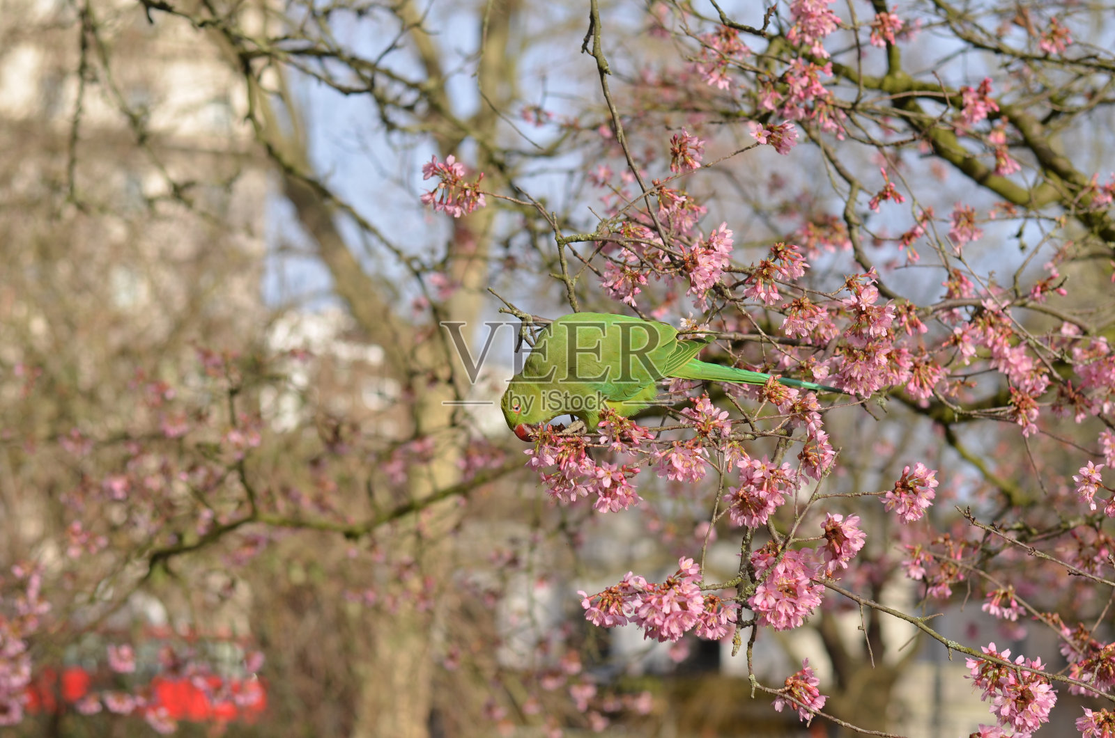 一只长尾小鹦鹉站在伦敦一棵开花的樱桃树上照片摄影图片