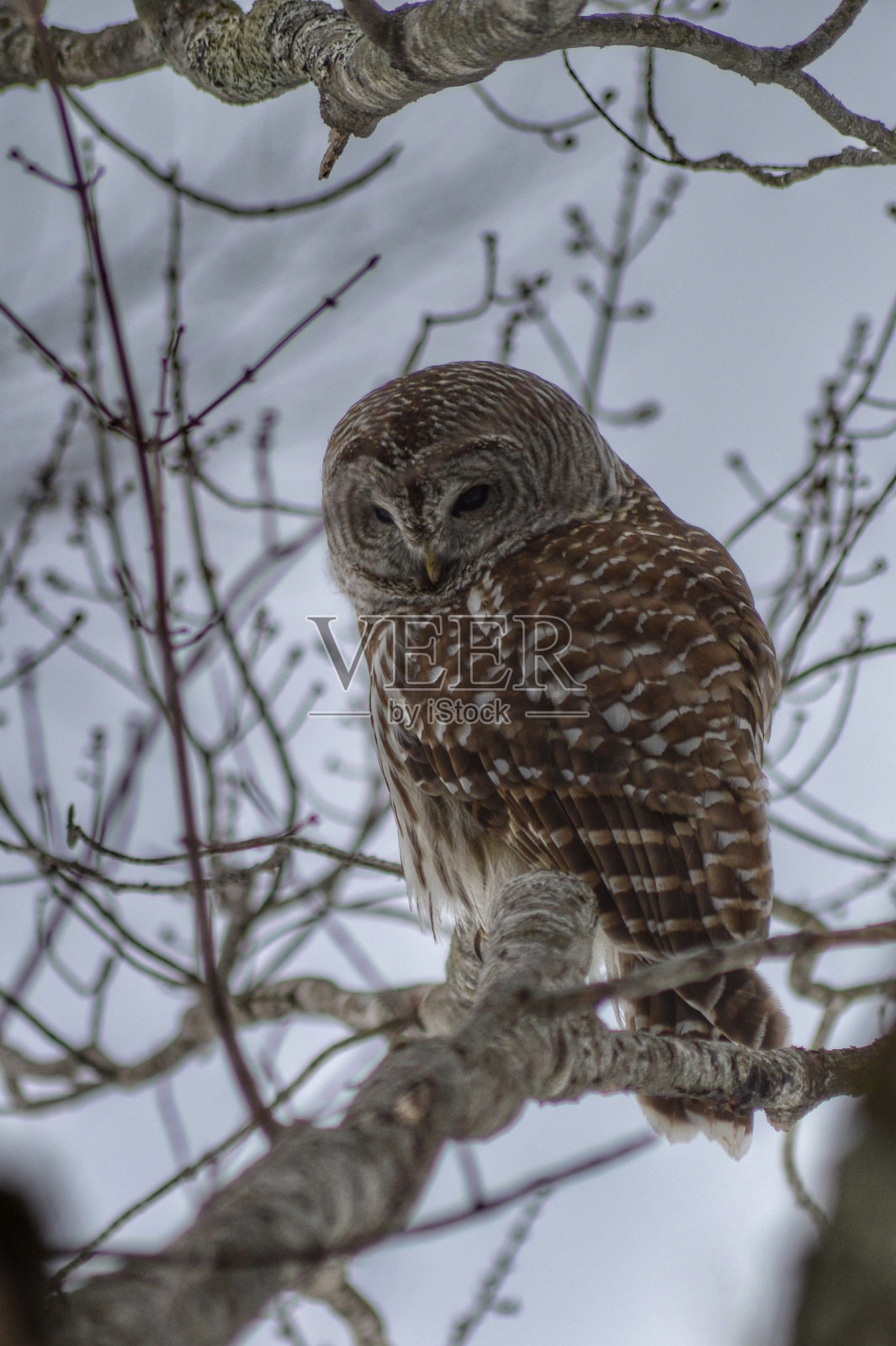 树上的猫头鹰照片摄影图片