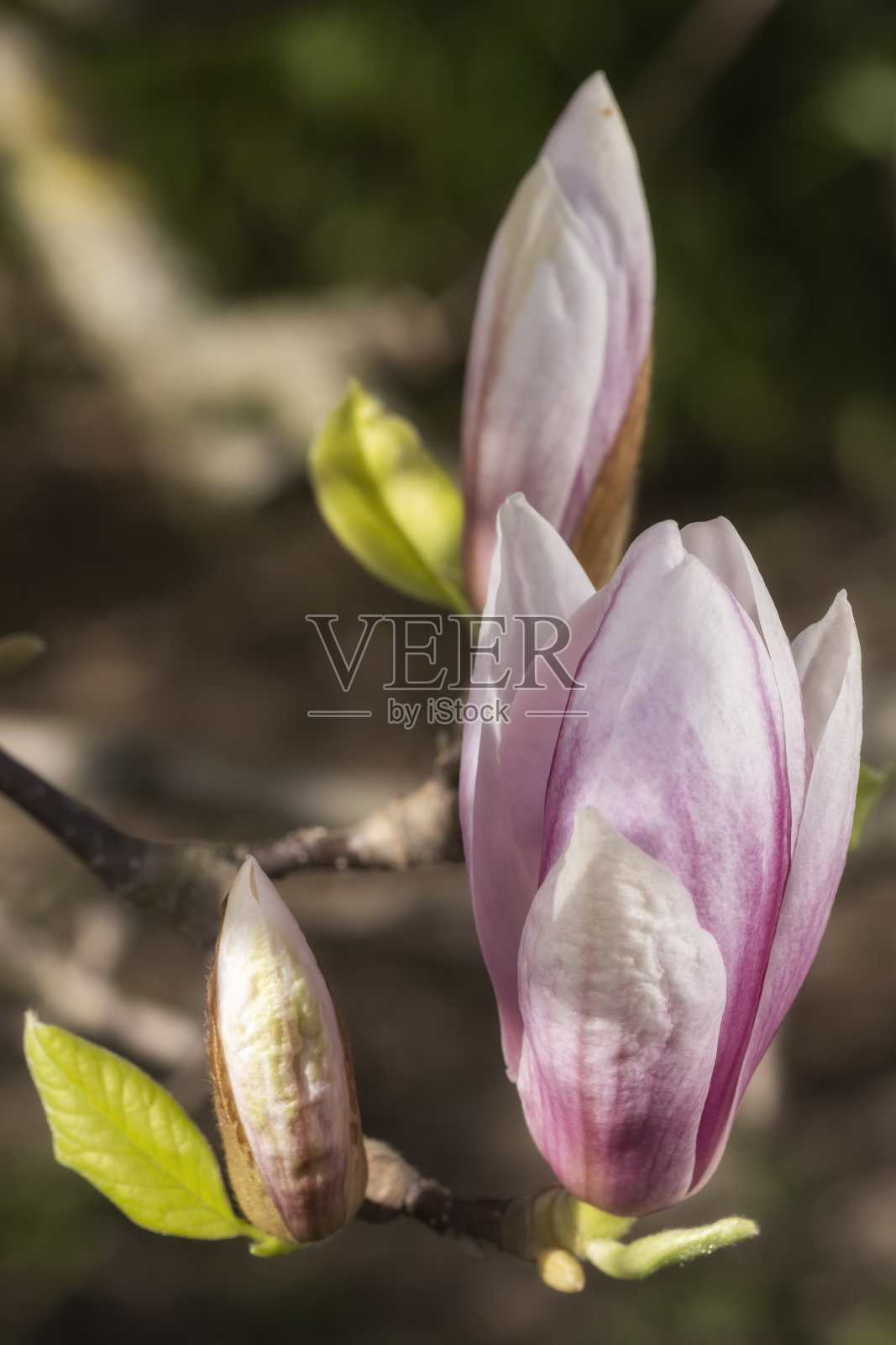 宏观拍摄的木兰花照片摄影图片