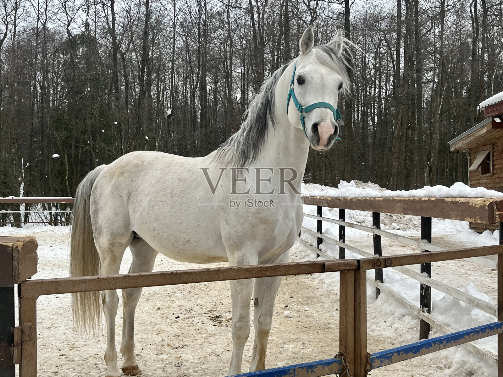 肖像白马照片摄影图片