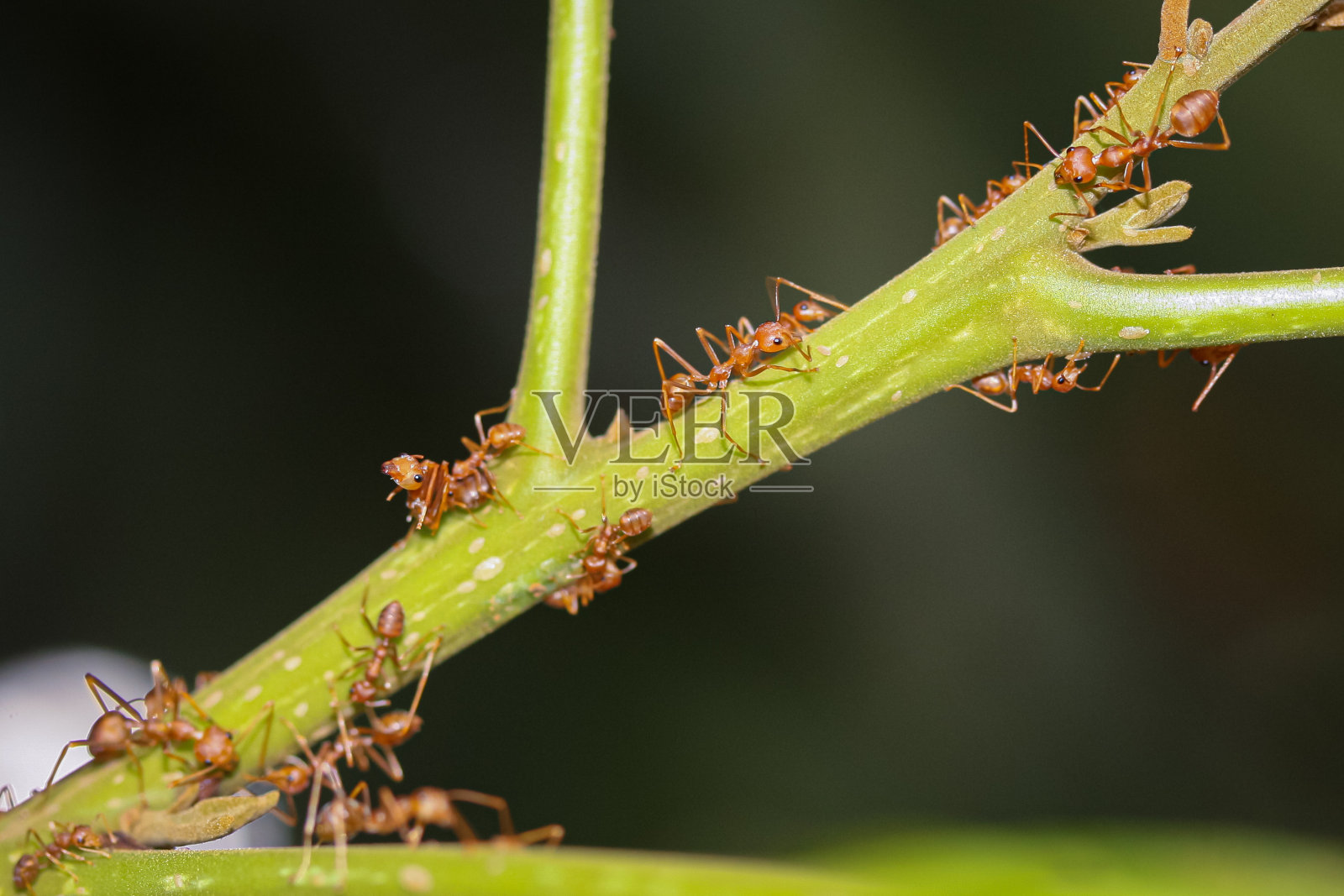 强壮的小动物照片摄影图片